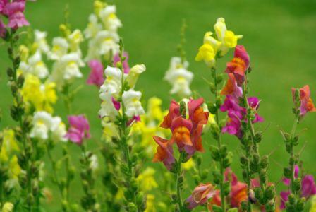 Snapdragon, Northern Lights  Linaria maroccana